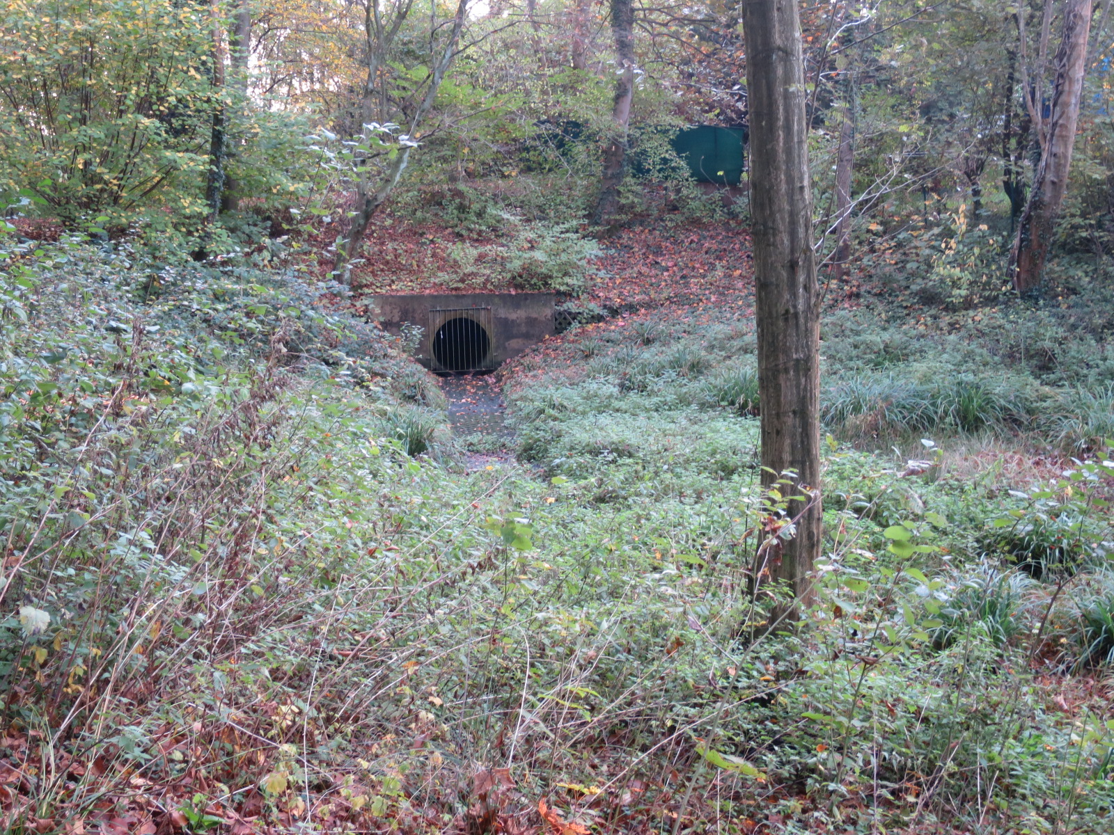 Foto – Wasser 1 Retentionsfläche2