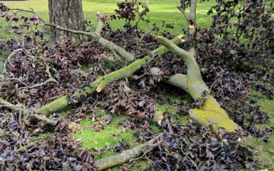 19.06.2024: Anfrage zdA Rat: Sicherheit Kinderspielplatz Düsseldorfer Straße/Im Kalkfeld